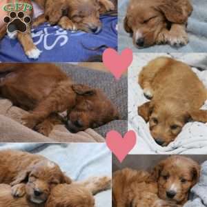 Paris, Irish Doodle Puppy